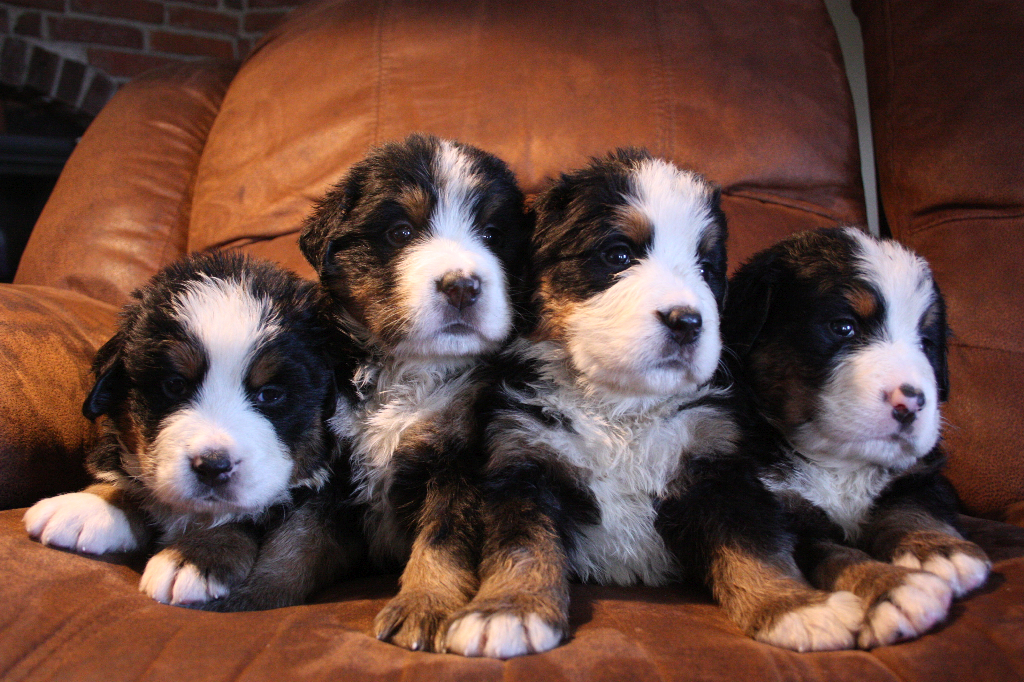 Gallery for g2-litter-bernese
