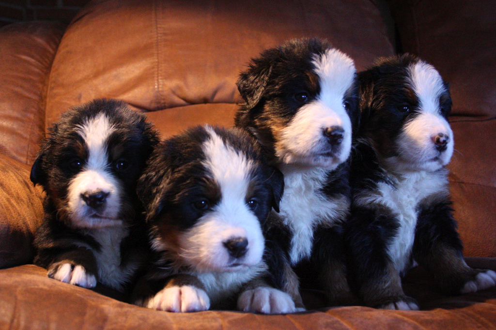 Gallery for g2-litter-bernese