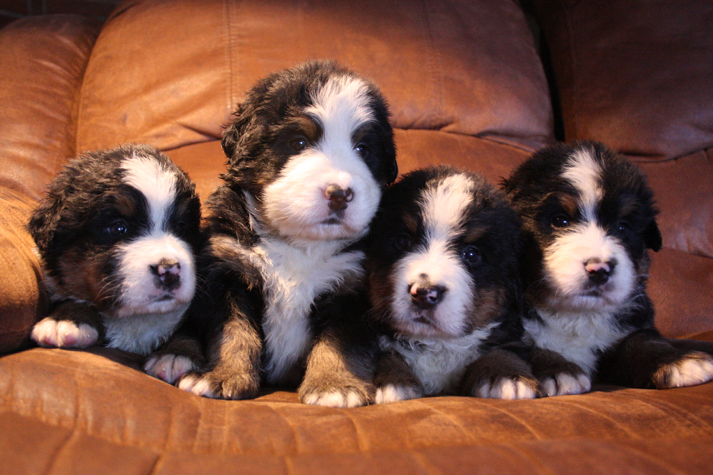 Gallery for g2-litter-bernese