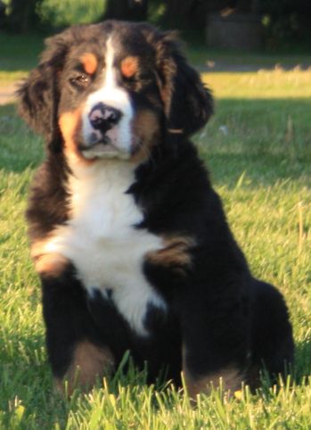 Gallery for o-litter-bernese