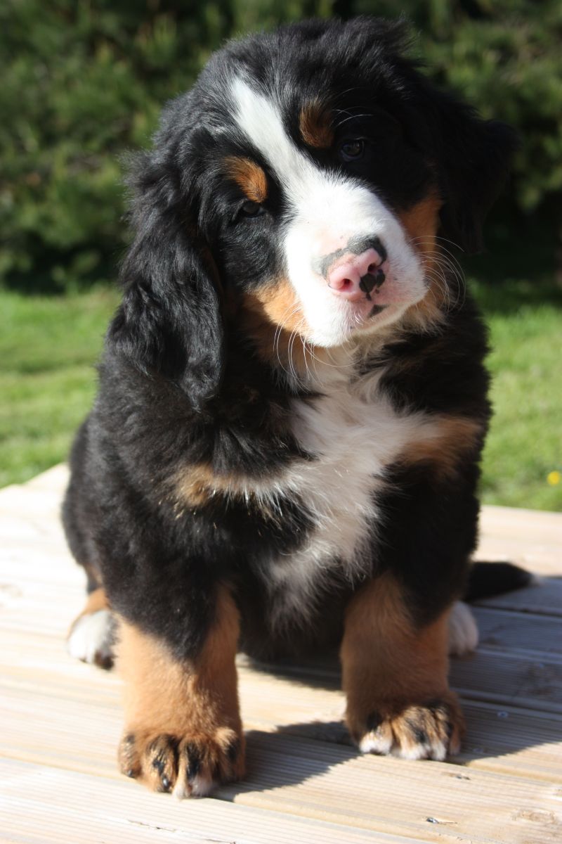 Gallery for o-litter-bernese