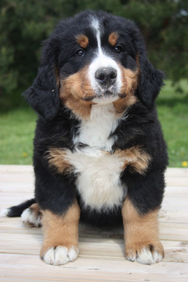 Gallery for o-litter-bernese