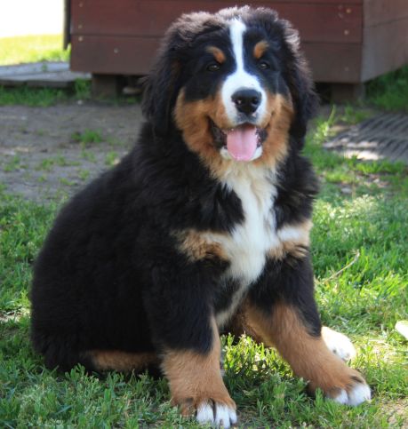 Gallery for o-litter-bernese