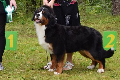 Gallery for a2-litter-bernese