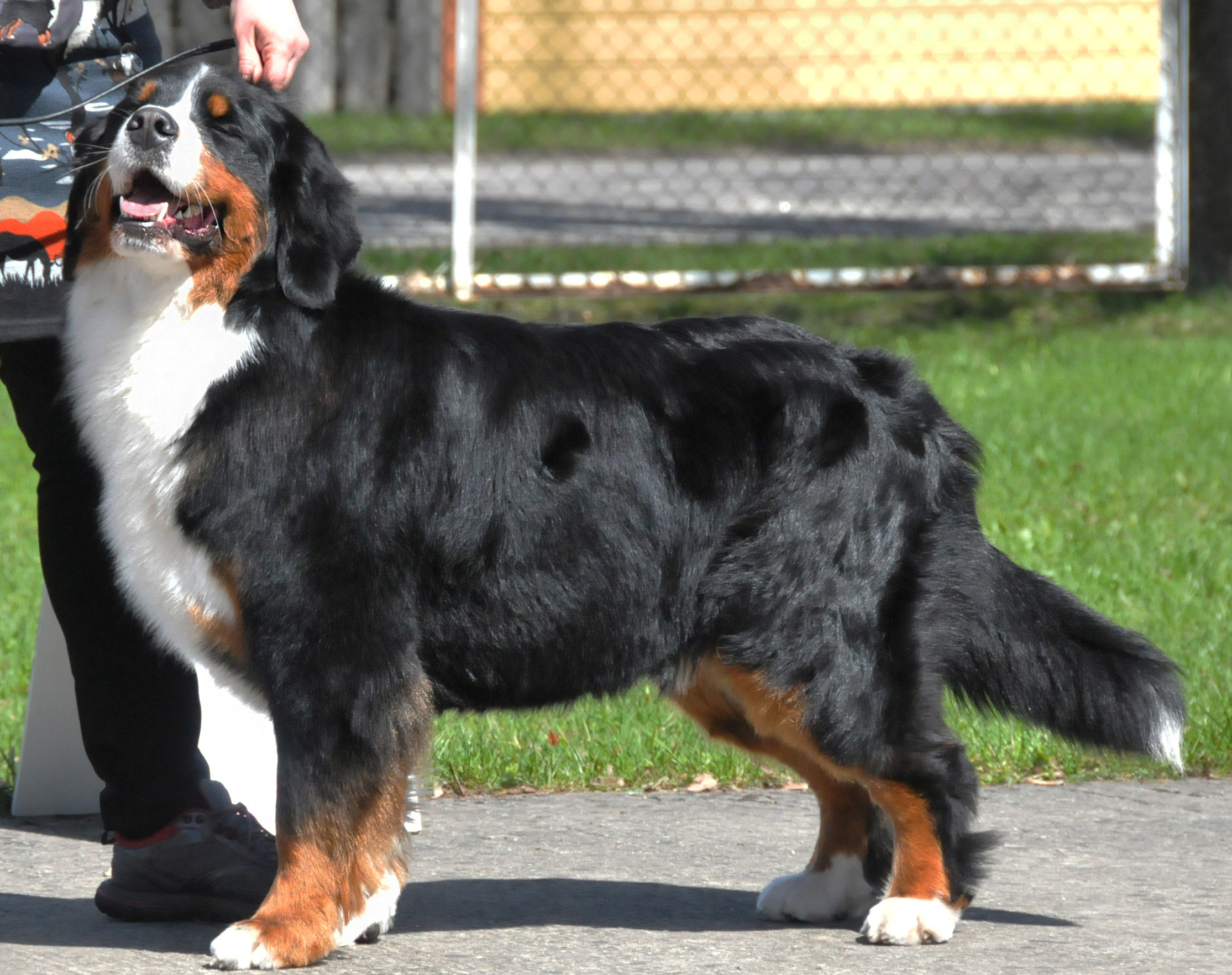 Gallery for a2-litter-bernese