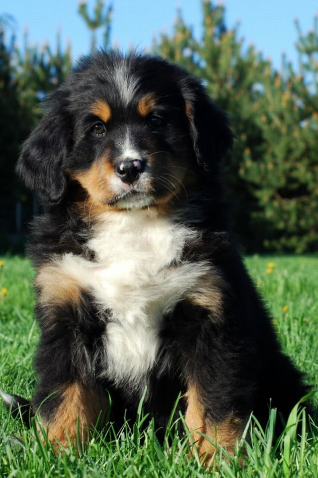 Gallery for l-litter-bernese