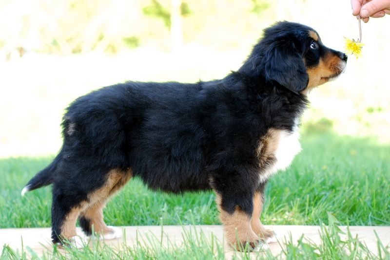 Gallery for l-litter-bernese