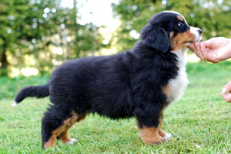 Gallery for l-litter-bernese