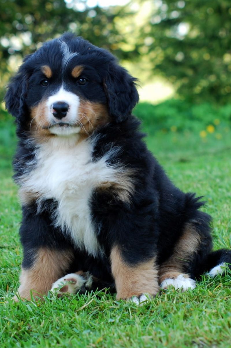 Gallery for l-litter-bernese