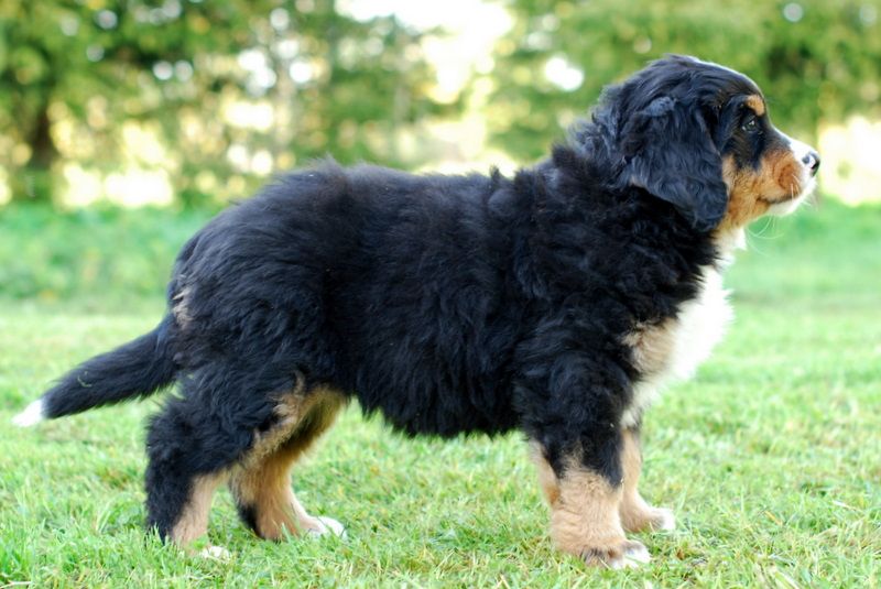 Gallery for l-litter-bernese