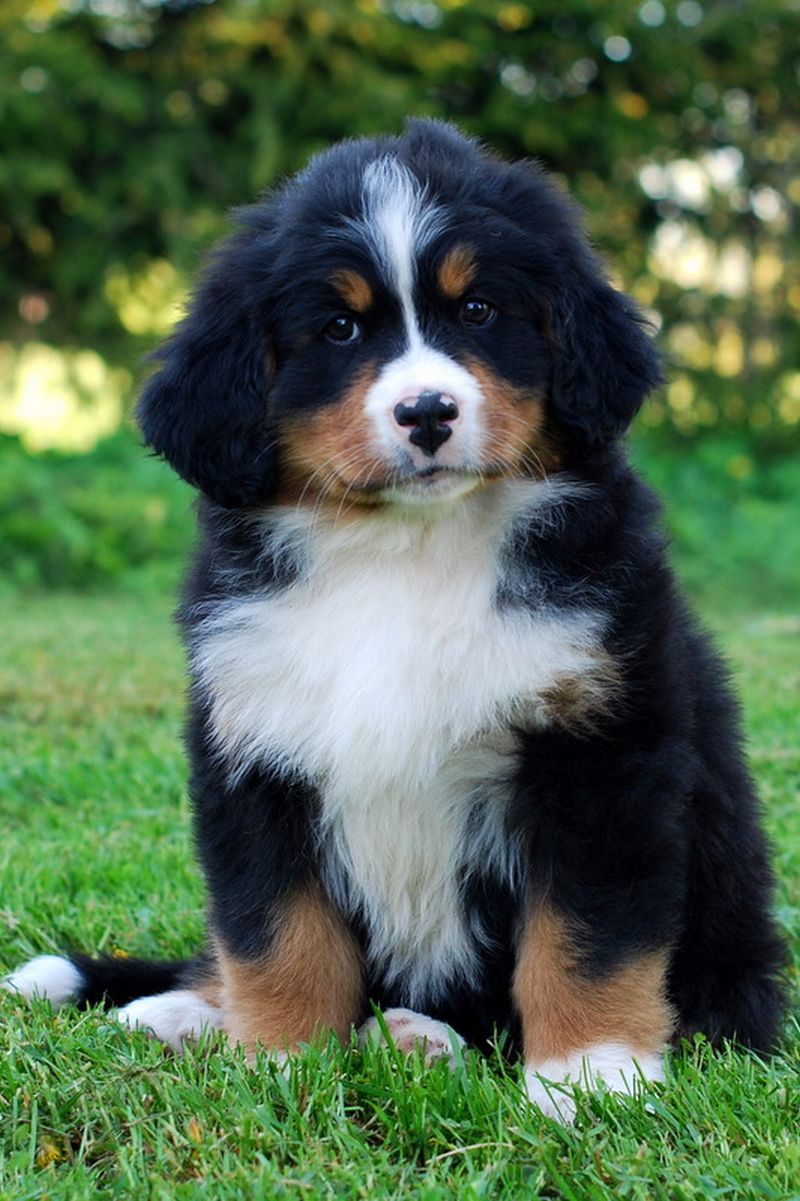 Gallery for l-litter-bernese