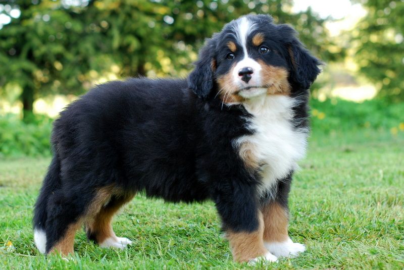 Gallery for l-litter-bernese