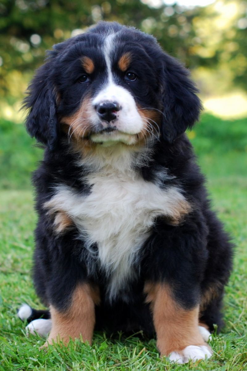 Gallery for l-litter-bernese
