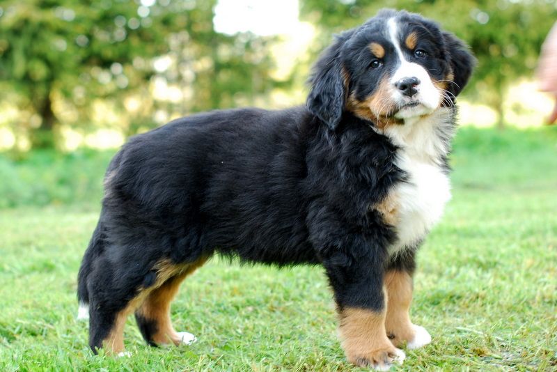 Gallery for l-litter-bernese