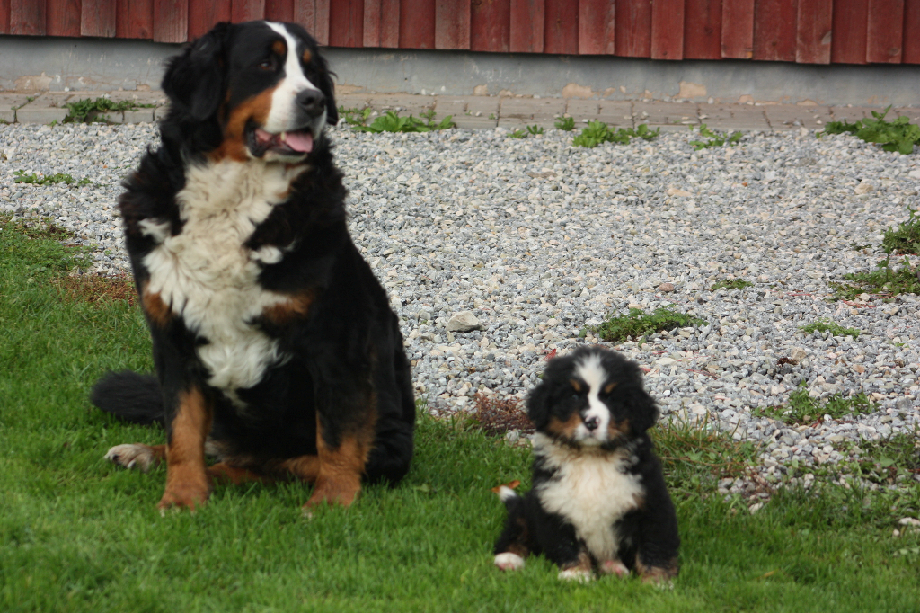 Gallery for l2-litter-bernese