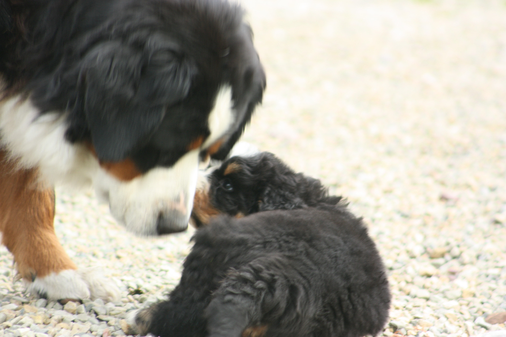 Gallery for l2-litter-bernese