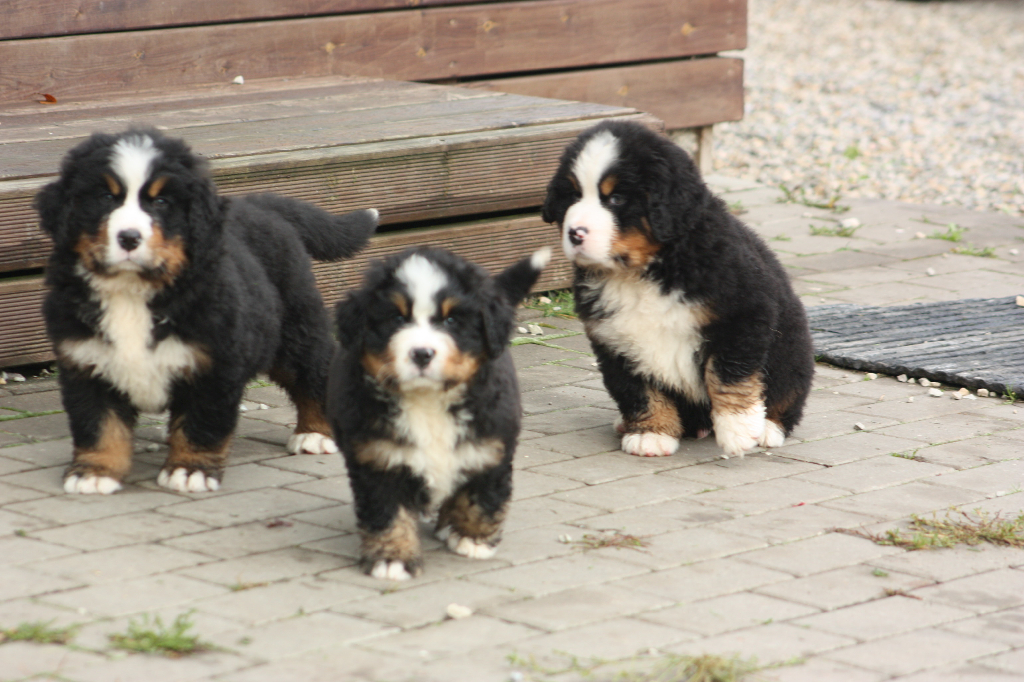 Gallery for l2-litter-bernese