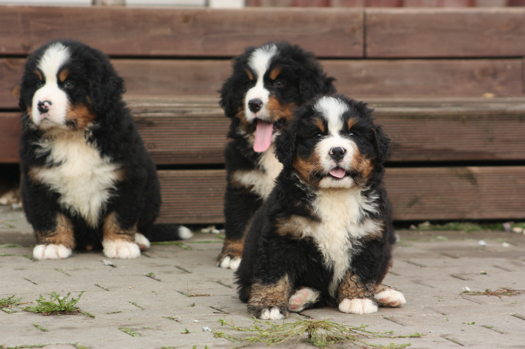Gallery for l2-litter-bernese