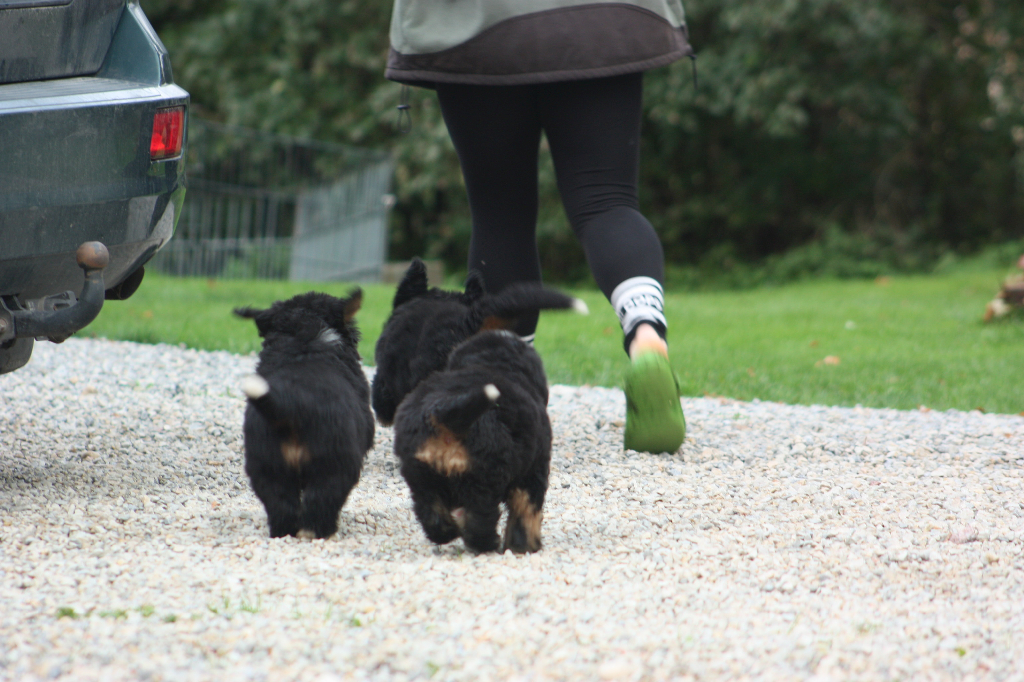 Gallery for l2-litter-bernese