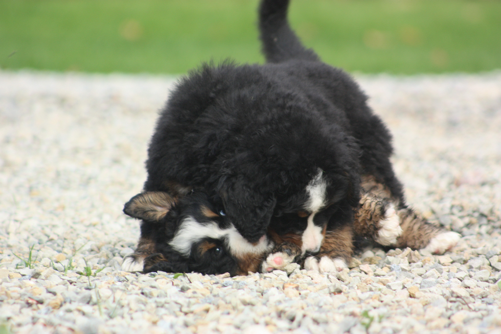 Gallery for l2-litter-bernese