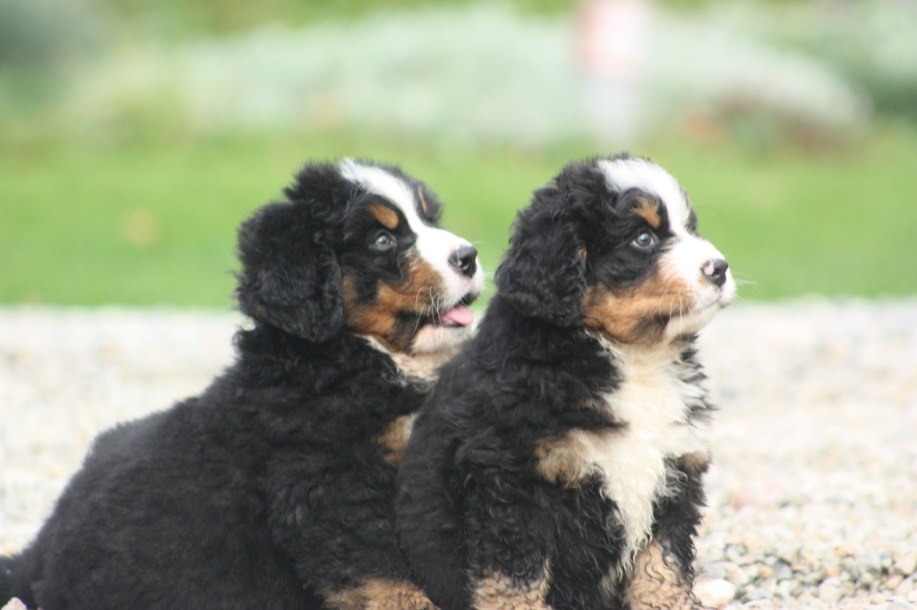 Gallery for l2-litter-bernese