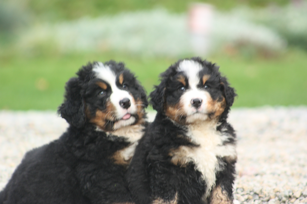 Gallery for l2-litter-bernese