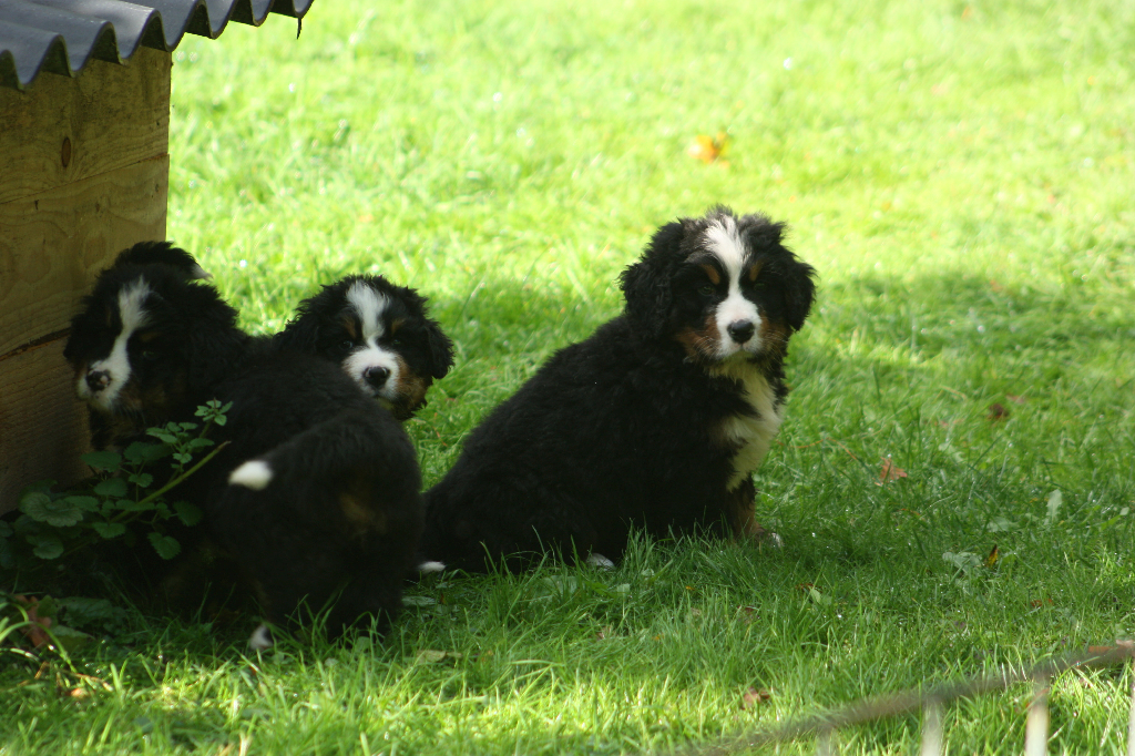 Gallery for l2-litter-bernese