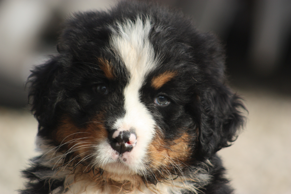Gallery for l2-litter-bernese
