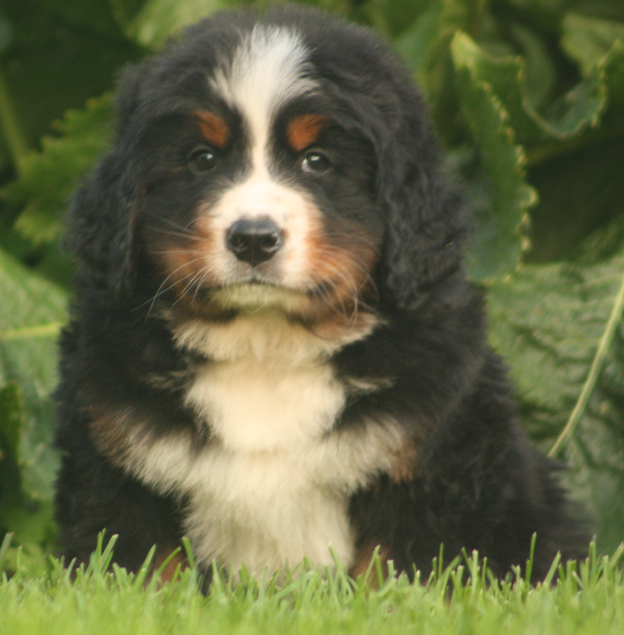 Gallery for s2-litter-bernese