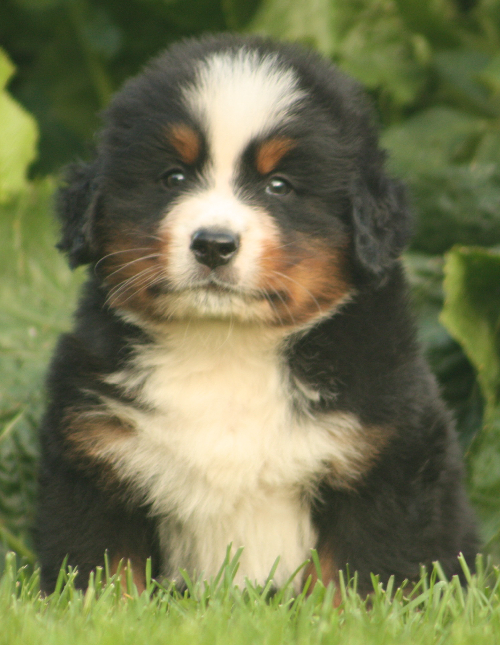 Gallery for s2-litter-bernese