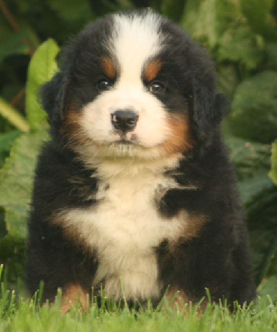 Gallery for s2-litter-bernese