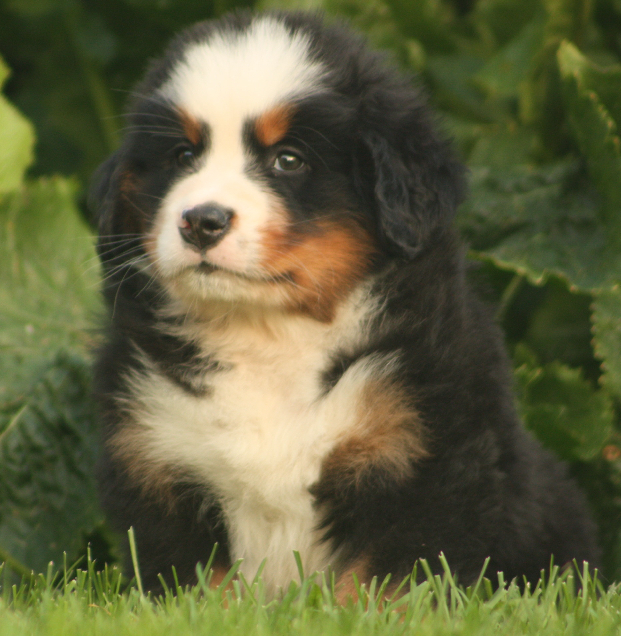 Gallery for s2-litter-bernese