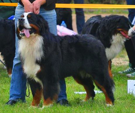 Gallery for t-litter-bernese