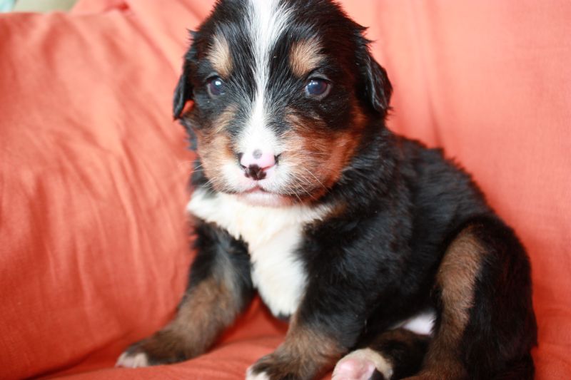 Gallery for l-litter-bernese