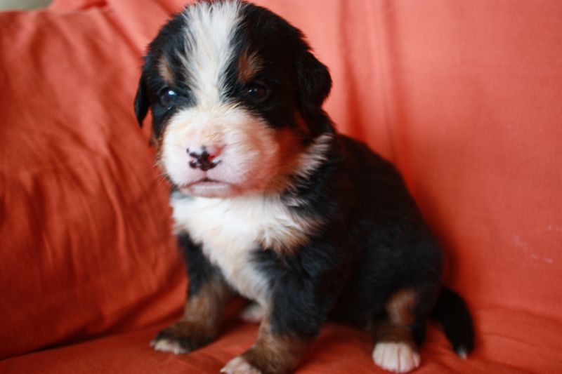 Gallery for l-litter-bernese
