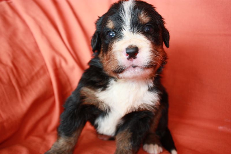 Gallery for l-litter-bernese