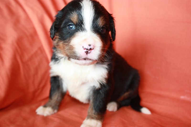 Gallery for l-litter-bernese