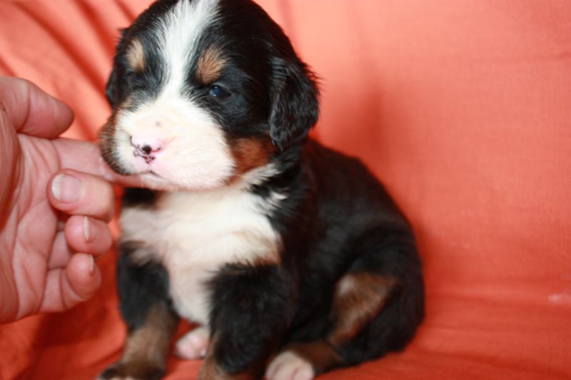 Gallery for l-litter-bernese