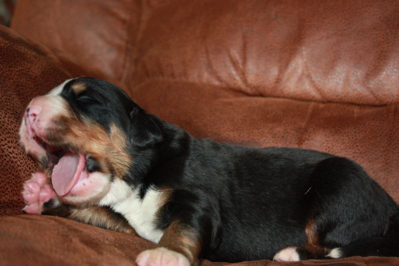 Gallery for u-litter-bernese