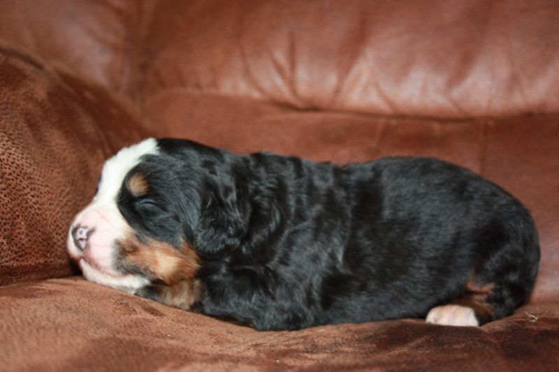 Gallery for u-litter-bernese