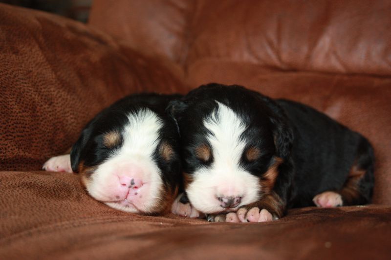 Gallery for u-litter-bernese