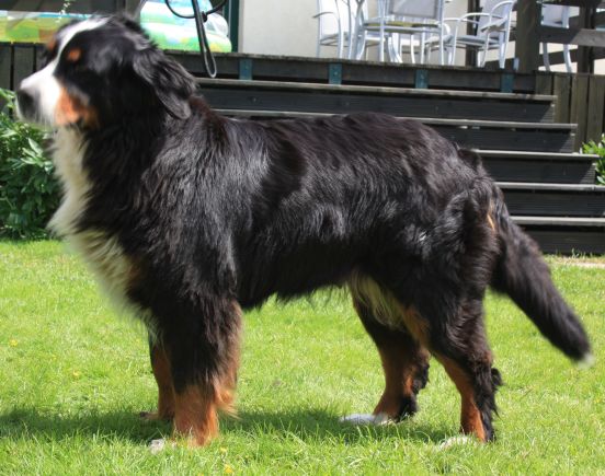 Gallery for r-litter-bernese