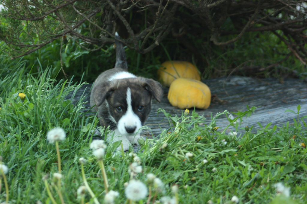 Gallery for h2-litter-cardigan