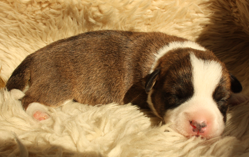 Gallery for o2-litter-cardigan