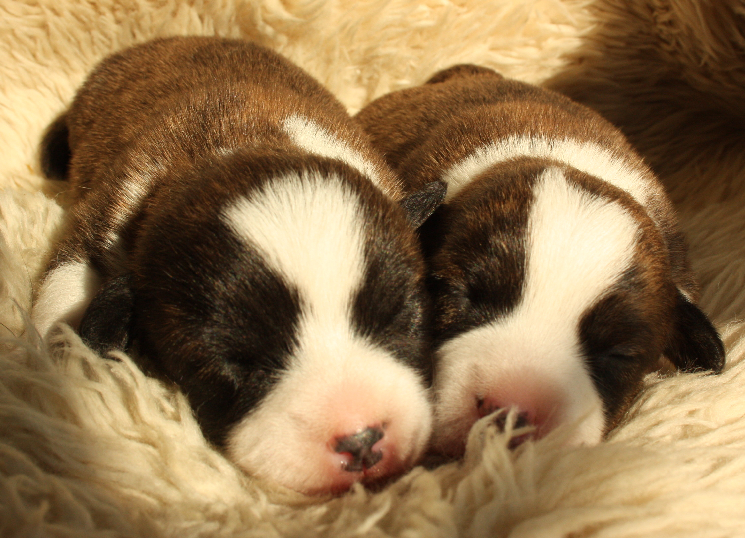 Gallery for o2-litter-cardigan