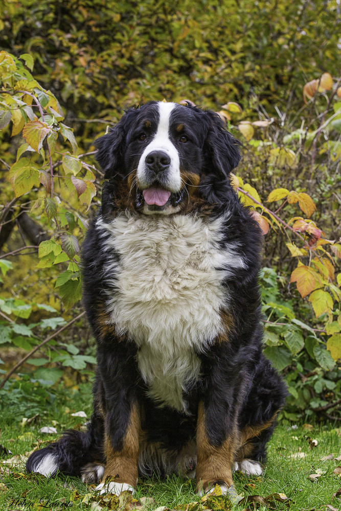 Gallery for k2-litter-bernese