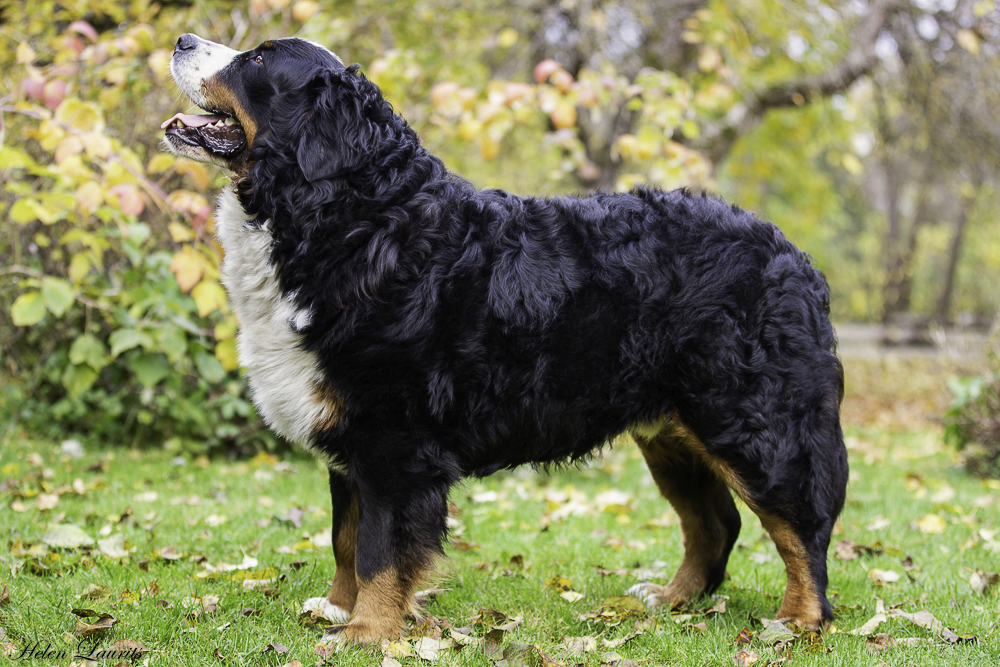 Gallery for k2-litter-bernese