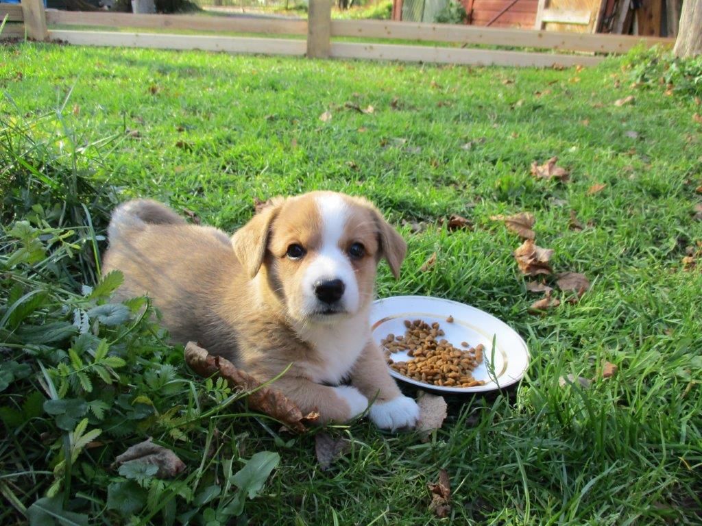 Gallery for z-litter-cardigan