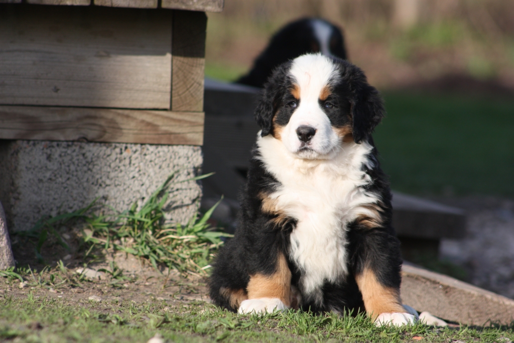Gallery for v-litter-bernese