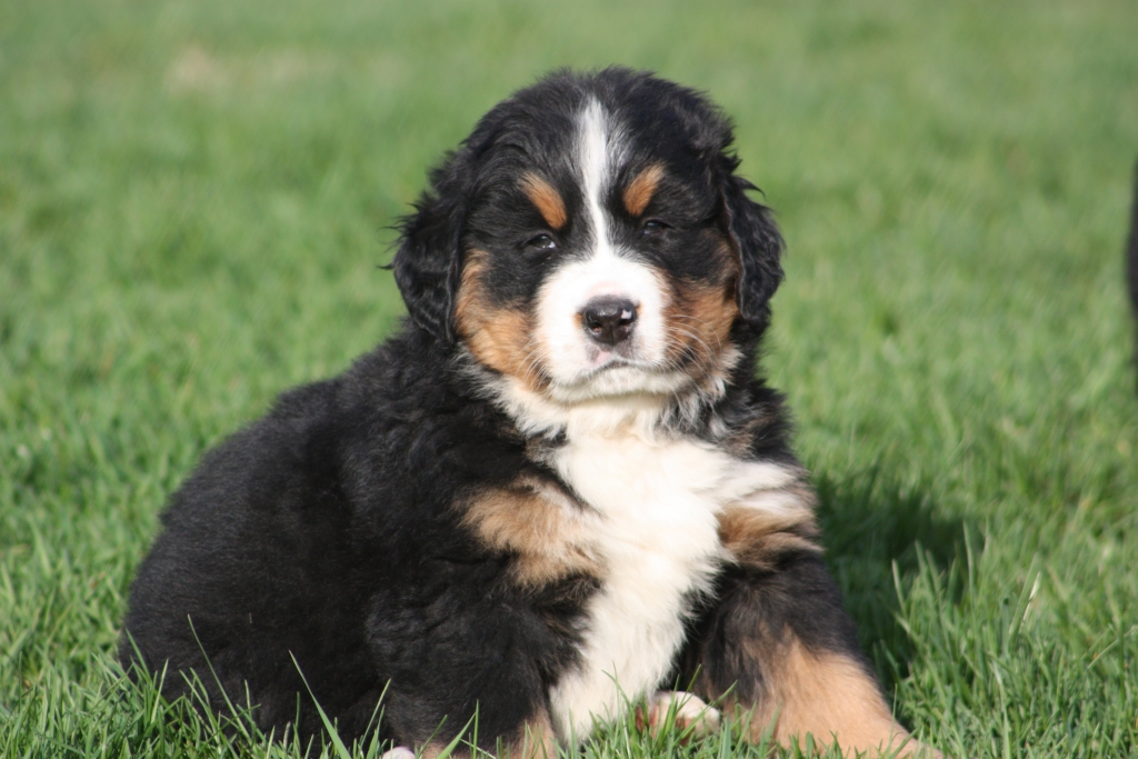 Gallery for v-litter-bernese